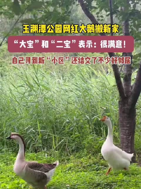 網紅大鵝,從田間到網絡，一只鵝的傳奇之旅