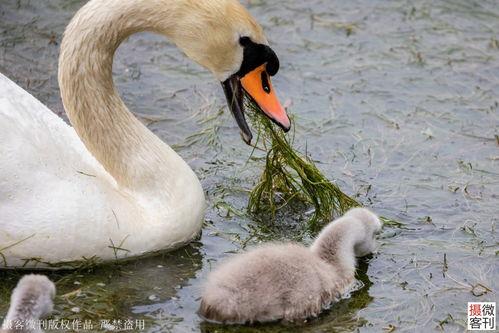 網紅大鵝,從田間到網絡，一只鵝的傳奇之旅