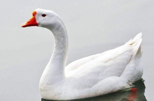 網紅大鵝,從田間到網絡，一只鵝的傳奇之旅