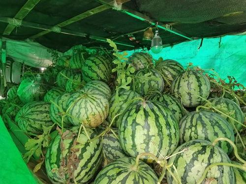 朝陽號外官網免費吃瓜,免費吃瓜盛宴，暢享夏日清涼！