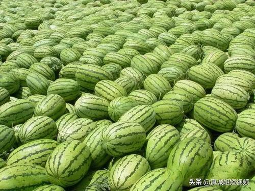 熱門大瓜每日必吃大瓜合集,揭秘娛樂圈最新動態，一網打盡娛樂圈風云