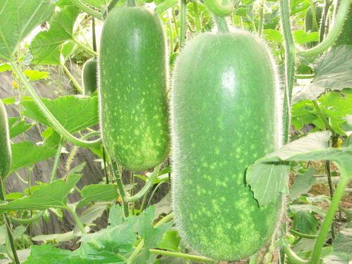 網紅大瓜博雅吃瓜視頻最全觀看,全網最全大瓜集錦，一網打盡網紅熱點