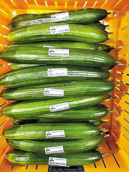 熱門大瓜每日大賽,揭秘娛樂圈最新爆料，大賽精彩瞬間回顧