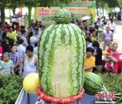 熱門大瓜每日大賽,揭秘娛樂圈最新爆料，大賽精彩瞬間回顧