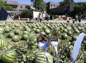 朝陽吃瓜群眾,揭秘都市生活百態