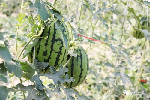 網紅大瓜在哪找