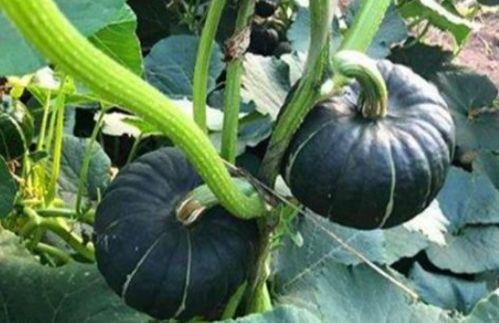 網紅大瓜在哪找