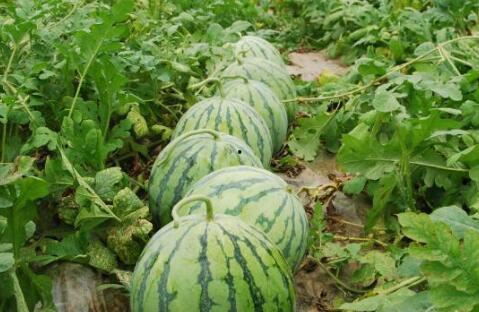 網紅大瓜在哪找