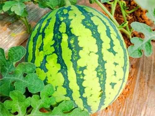 網(wǎng)紅熱瓜,揭秘網(wǎng)絡(luò)紅人的崛起與爭議