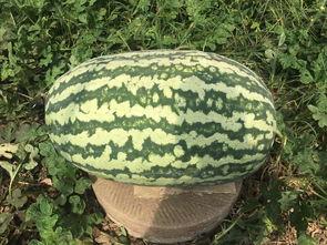 網紅大瓜排行,熱門事件盤點與幕后真相